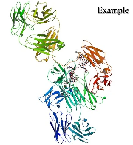 Eculizumab Is A Monoclonal Antibody
