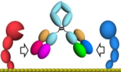 Anticorps monoclonal émizumab pour l'hémophilie